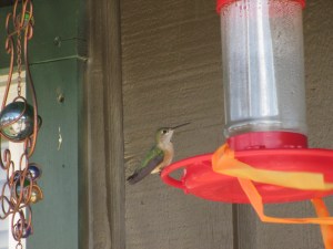 Hummingbird at the hostel!