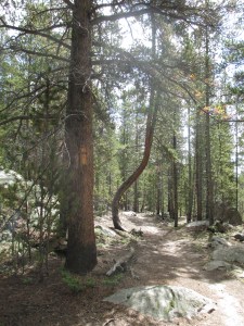 A tree whose shape resembles that of my spine!